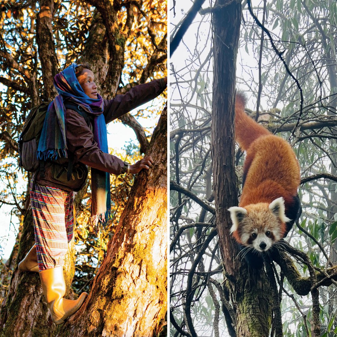 Red Panda Network tweet media