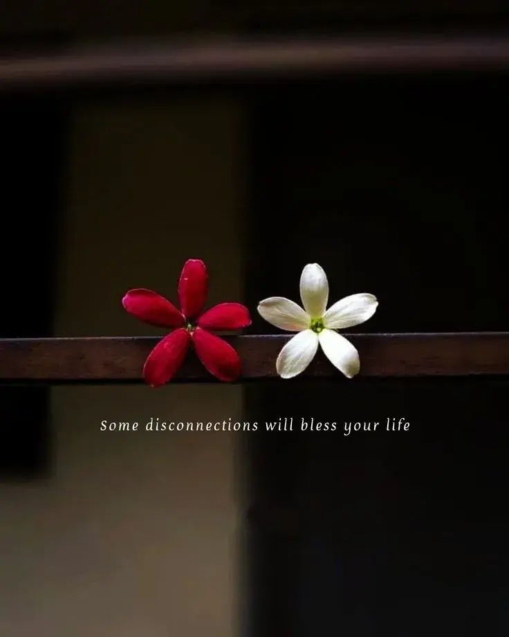 TheWizKhalifa's tweet photo. Some disconnections will bless your life.
#Disconnection #Blessings #LetGo #ToxicFree #PeaceOfMind #SelfGrowth #NewBeginnings #Quotes #ShareInspireQuotes https://t.co/6O58zxC3Ia