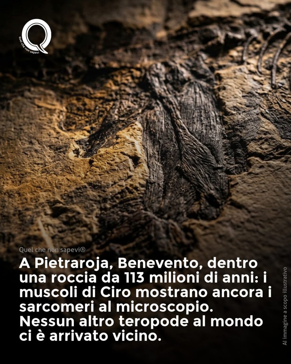 Regno Due Sicilie tweet media