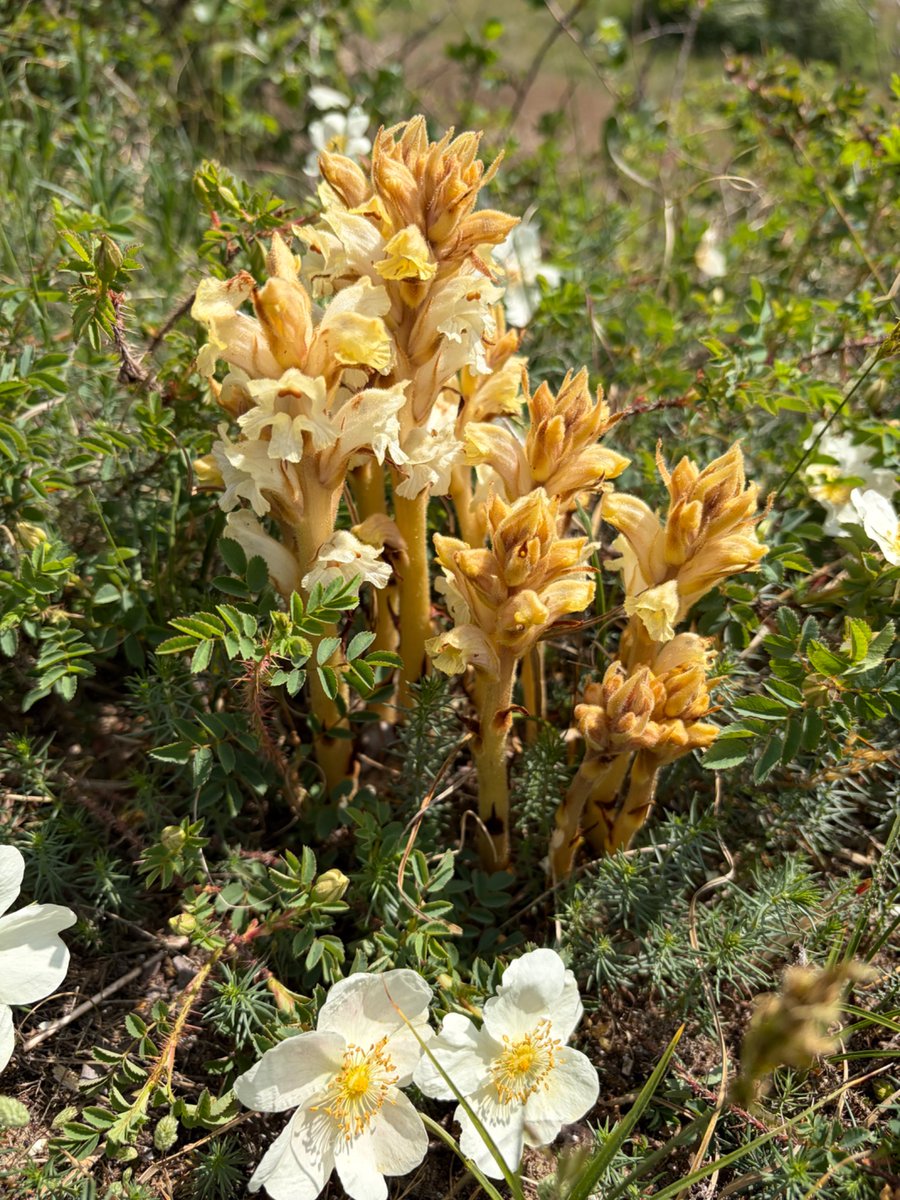 osteobiophd's tweet photo. @GuruAnaerobic Happy birthday! We just came back from a 13 km walk in the dunes and adjoining forest, in your honour ;) have a great day with your loved ones! https://t.co/17Yop2SWvJ