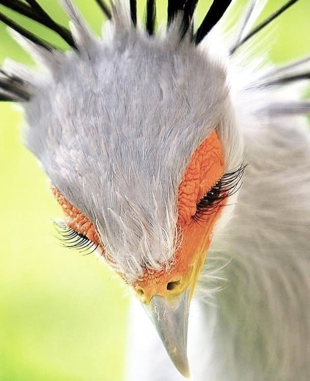 Amazing Secretary Bird 😍🕊️ Do you like it?