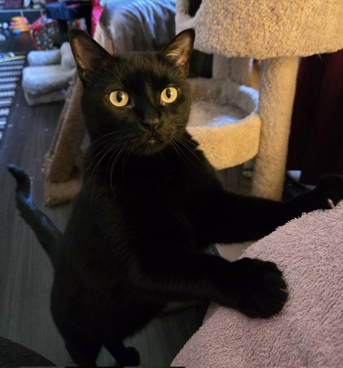 Lincoln & Mary Todd 🐈‍⬛❤️🐈‍⬛ tweet media