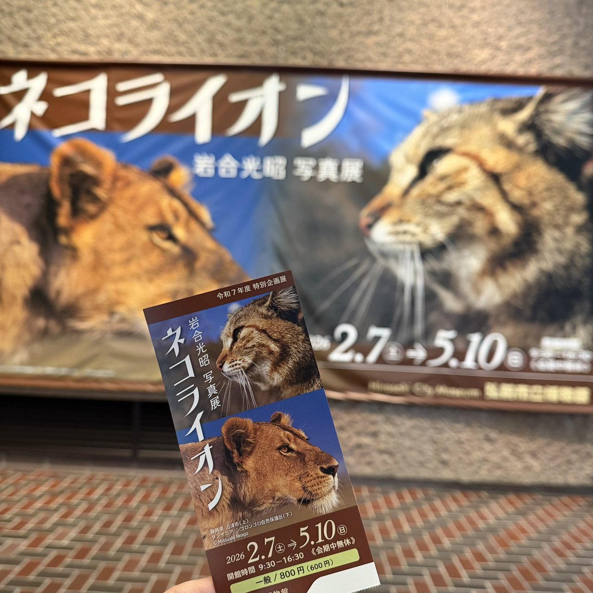 弘前市博物館で岩合さんの展示やってたので見てきたんだけど、ネコ