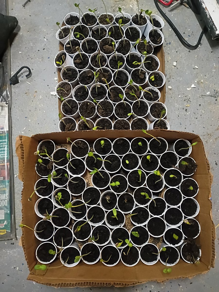 FarmsteadQueen's tweet photo. @Farmstead2020 I think it's time to plant ur Mammoth sunflower seeds! https://t.co/loSTGJYoMo