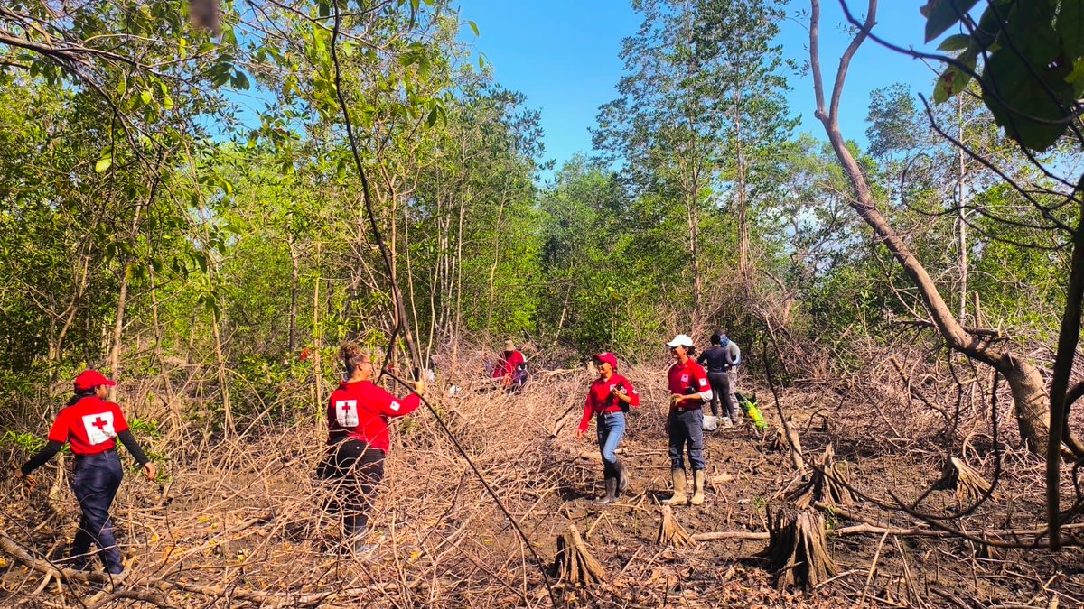 aeronavalpanama's tweet photo. #HuellaVerde 🌳🌤️💚 | El Servicio Nacional Aeronaval, en el área de #Chame, brindó apoyo a @miambientepma durante una jornada de restauración de manglar rojo.
La actividad se desarrolló en conjunto con la @utppanama y personal de la @cruzrojapanama.
#AeronavalTeCuida https://t.co/LVTDpJnnHB