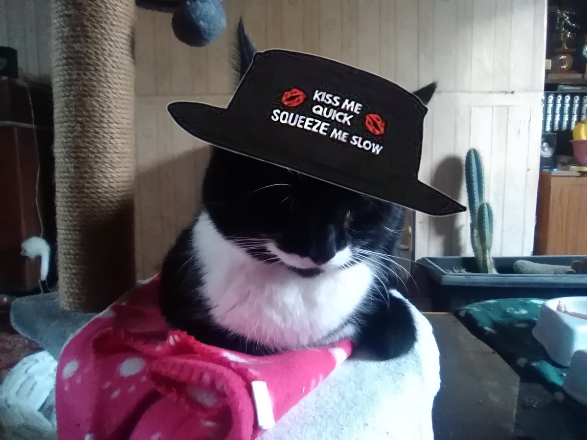Olly the Cat, Monarch of The Moglets. RIP Maximus. tweet media