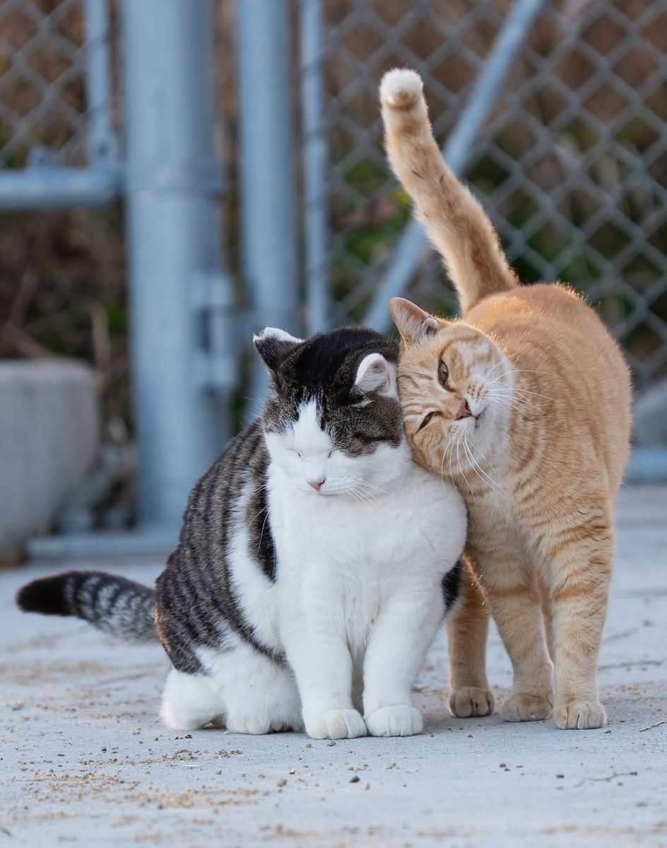 aura with cats tweet media