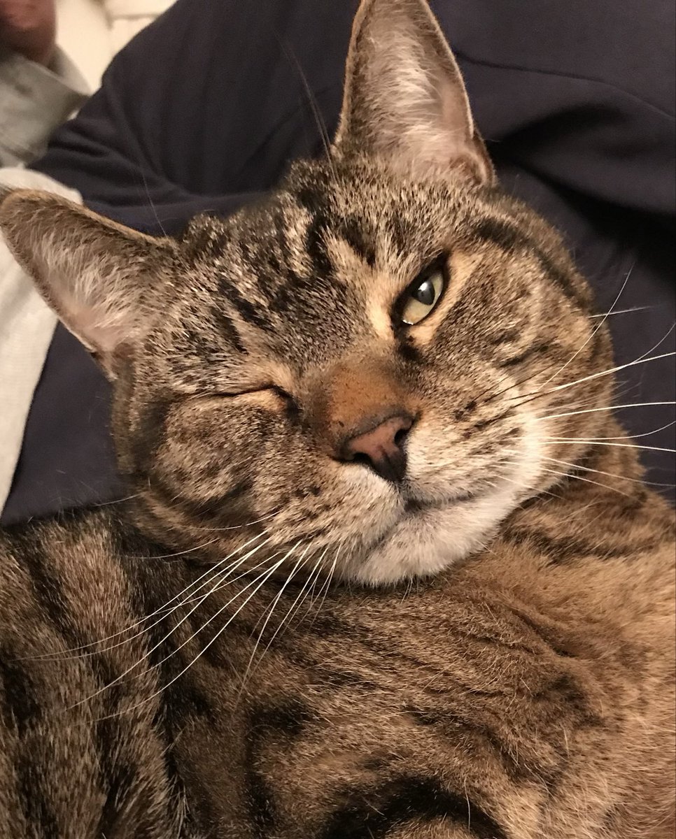 🇺🇦 Jackie (& Hari 😺) Stephen tweet media