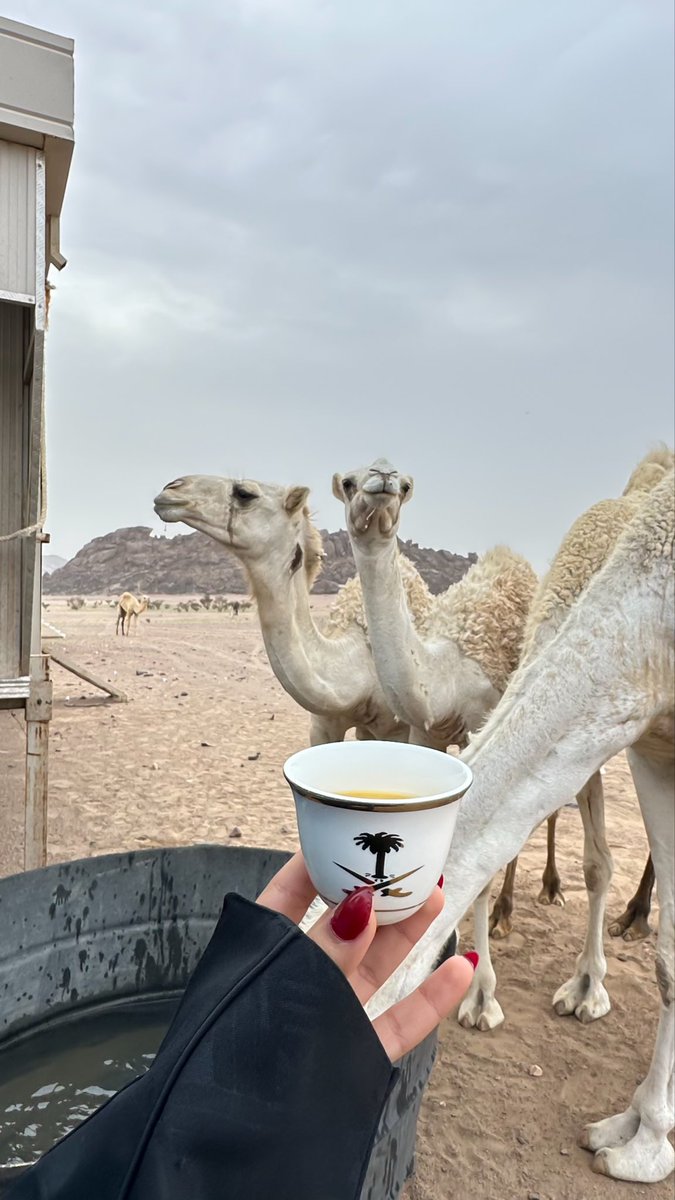 __ilrn's tweet photo. شخصيتي الثانيه 🐪❣️. https://t.co/T4tMaeXyiu
