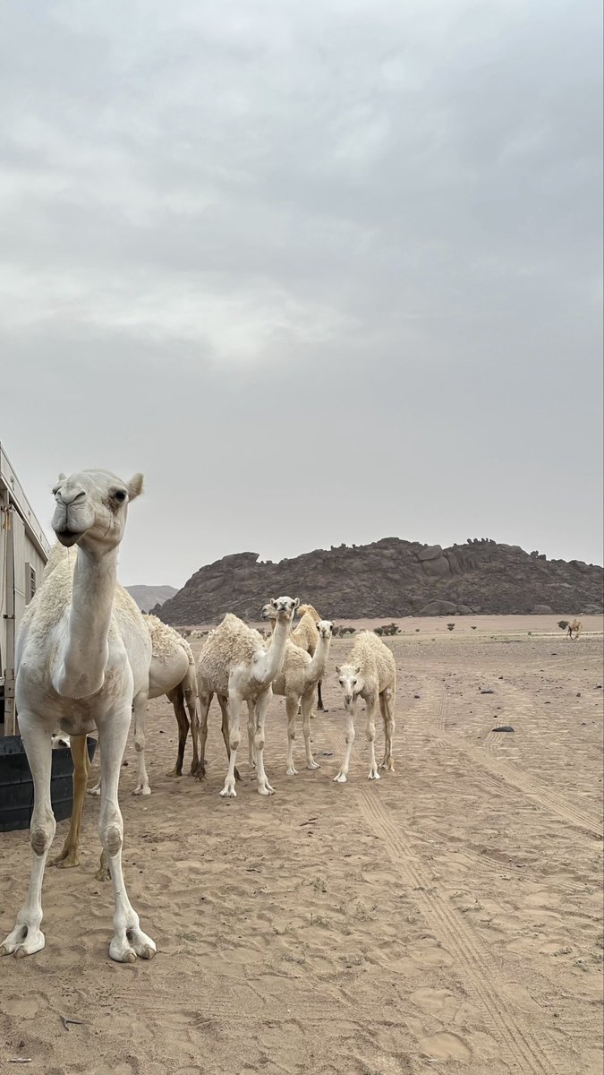 __ilrn's tweet photo. شخصيتي الثانيه 🐪❣️. https://t.co/T4tMaeXyiu