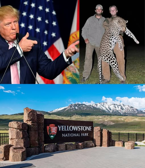 KateriSeraphina's tweet photo. Imaginez emmener votre enfant dans les toilettes d'un parc national et tomber sur un chasseur en train de vider un cerf dans l'évier. Trump vient de rendre ça légal. Les parcs nationaux américains sont désormais ouverts aux chasseurs de trophées, transformant les derniers endroits que nous considérions comme sacrés en terrains de chasse.

En janvier, Doug Burgum, secrétaire à l'Intérieur nommé par Trump, a discrètement signé un décret supprimant les restrictions de chasse dans 55 sites des 48 États continentaux placés sous la juridiction du National Park Service.

Aucune audience publique. Aucun vrai préavis. Juste une directive ordonnant aux gestionnaires de parcs de justifier chaque règle de sécurité en vigueur, ou de la supprimer.

Les résultats sont déjà consternants. Au lac Meredith, au Texas, les chasseurs seront désormais autorisés à nettoyer leurs prises dans les toilettes publiques. Au Cape Cod National Seashore, la saison de chasse serait prolongée jusqu'au printemps et à l'été.

À Jean Lafitte, en Louisiane, la chasse aux alligators est maintenant envisagée. Les miradors endommageant les arbres ? Approuvés. Les véhicules entrant pour traîner des carcasses ? Approuvés. La chasse le long des sentiers où votre enfant fait du vélo ? Approuvée.

Seulement 4,2 % de la population américaine se définissait comme chasseur en 2024. Nous dégradons des terres publiques communes, des terres qui nous appartiennent à tous, pour satisfaire une minorité en déclin.

La chasse, pratiquée de manière responsable, peut servir la conservation — des biologistes le disent depuis des décennies. Mais ce décret ne vient pas de biologistes. Il vient d'une famille dont la conception de la gestion de la faune sauvage consiste à poser à côté d'un éléphant mort.

Les deux fils adultes de Trump sont des chasseurs de trophées. Don Jr. et Eric se sont envolés pour le Zimbabwe et ont posé en souriant à côté de léopards, d'éléphants, de buffles et d'un crocodile pendu par le cou à un arbre.

Sur l'une des photos, Don Jr. tient une queue d'éléphant coupée comme un trophée de guerre. En 2019, Don Jr. s'est rendu en Mongolie et a abattu un mouflon argali en voie de disparition, avant de recevoir un permis de chasse de manière rétroactive, après avoir rencontré en privé le président du pays.

Un traitement de faveur pour le fils chéri.

Voilà le cercle des amateurs de salles de trophées qui rédige désormais les règles de vos parcs nationaux. Pas des biologistes. Pas des rangers ayant passé des décennies à élaborer des réglementations de sécurité aux côtés des communautés locales.

Elaine Leslie, ancienne responsable du département des ressources biologiques du Park Service, l'a dit sans détour : elle ne veut pas emmener ses petits-enfants dans un parc et passer devant un élan éventré que l'on traîne à travers le parking d'un centre d'accueil. Ni entrer dans des toilettes où des chasseurs nettoient leur gibier.

Ces endroits étaient censés être la dernière chose que les Américains avaient encore en commun.

Protégés. Paisibles. À nous.

Voilà ce que ça donne quand ceux qui dirigent le pays voient les terres publiques comme ils voient tout le reste — comme les leurs à prendre.