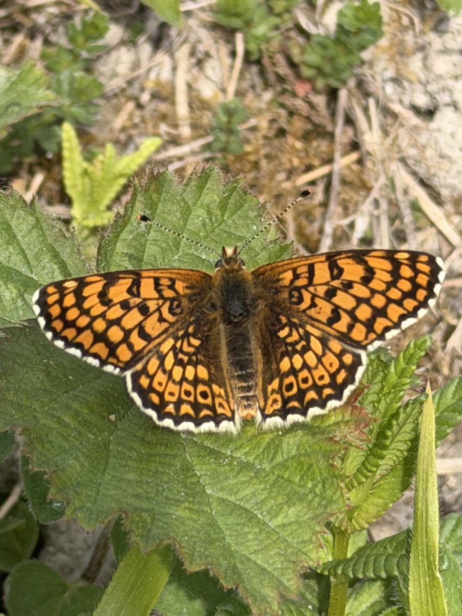 cambsbirder's tweet photo. Butterfly lifer number 2 of the year.. Glanville Fritillary, one of several fresh individuals seen at Hutchinsonโs Bank, fantastic site teaming in butterflyโsโฆ only 8 to goโฆ. @BC_Surrey @savebutterflies @WildlifeTrusts #iphonepic https://t.co/YYoRQeFdd1