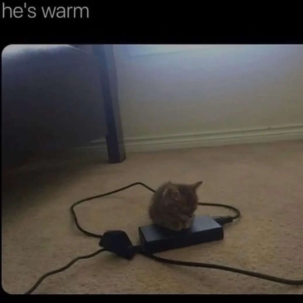Punch Cat tweet media