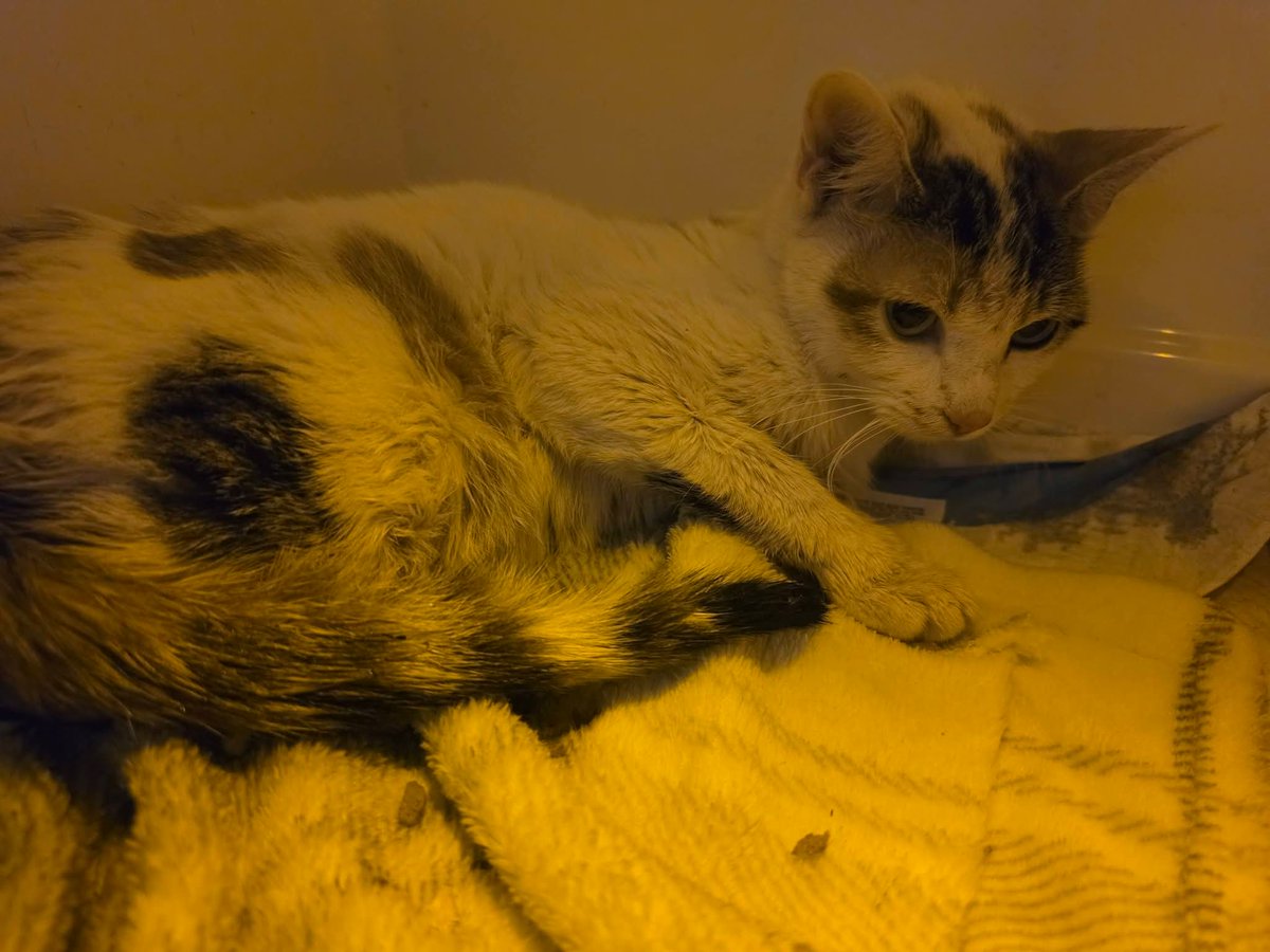 Bradford Cat Watch Rescue tweet media