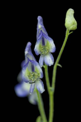 Jin: Northern blue monkshood/Aconitum noveboracense
