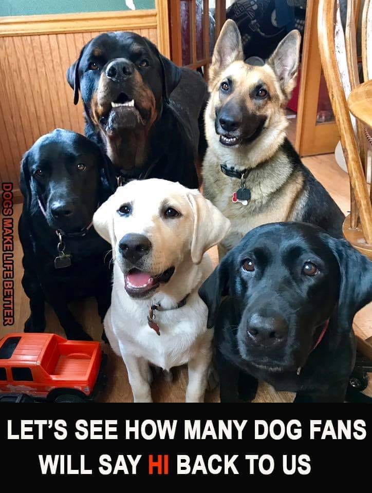 𝕏 Dogs tweet media