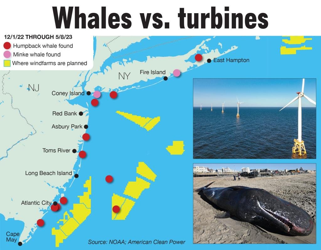 iangjeon's tweet photo. Offshore #WindFarms #KillingWhales
https://t.co/C5OmnCeSG0
Drilling foundations for offshore wind turbines and sound pulses used to prepare for the 900-foot towers may be creating a “death zone” for whales, a former Greenpeace chief claims.
Patrick Moore, a co-founder of Greenpeace and its ex-president in Canada, believes the acoustic systems used by vessels surveying the ocean floor harm the marine mammals’ sense of hearing – risking their crucial ability to navigate, and leading to more dead whales washing up onshore.
His intervention comes after four minke whale corpses were discovered between Thursday and Sunday in New York and New England, one of them on Friday in Moriches Bay, close to Westhampton, Long Island.