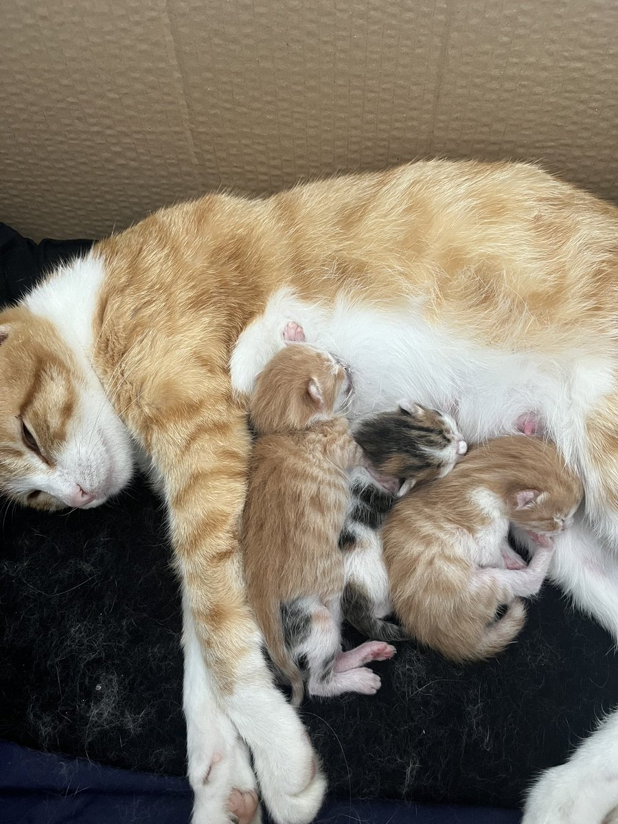 fatma55098's tweet photo. Kedi annesi oldum o kadar mutluyum ki 👶🥺🥺 https://t.co/NAclVre2lf