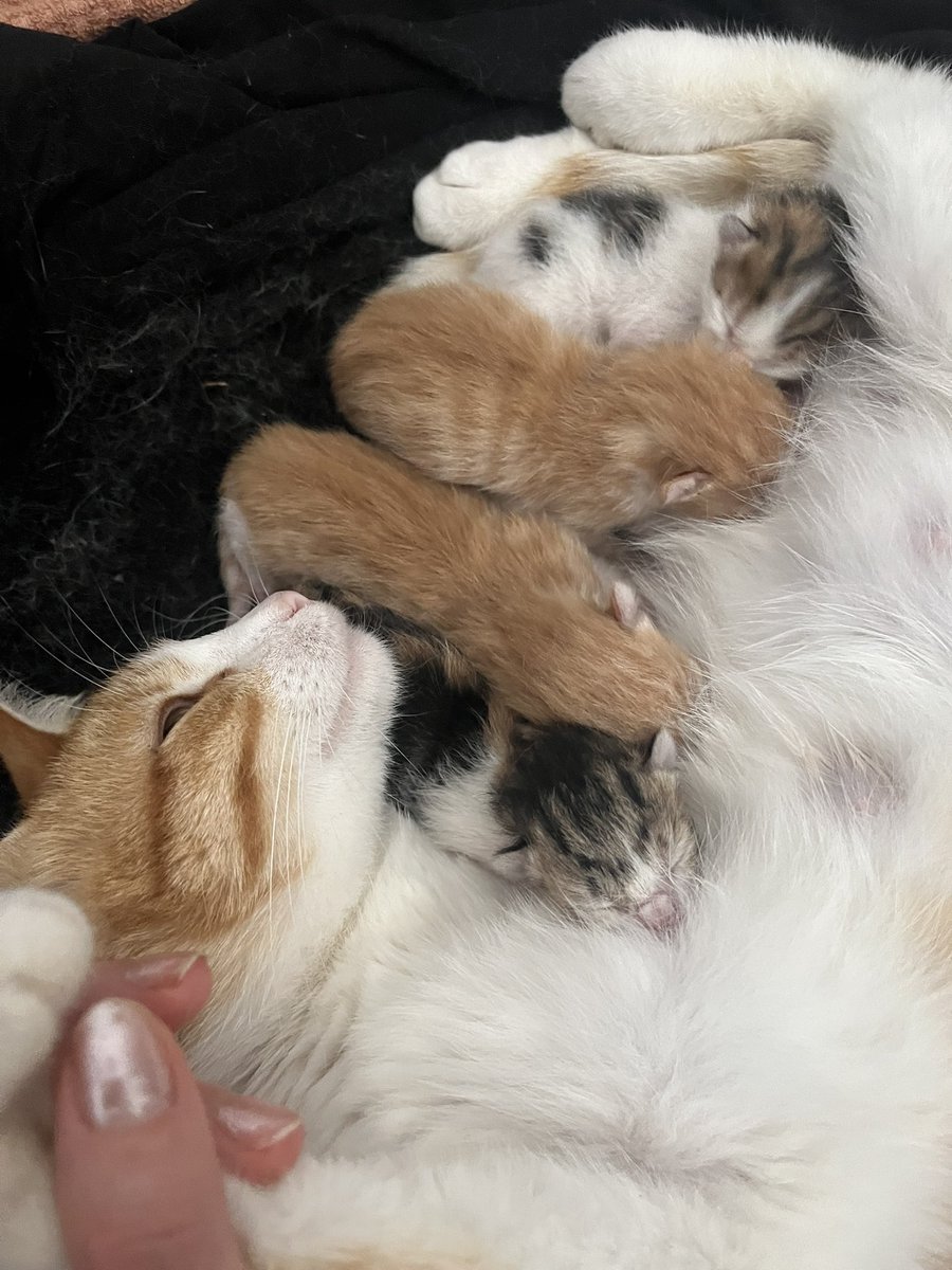 fatma55098's tweet photo. Kedi annesi oldum o kadar mutluyum ki 👶🥺🥺 https://t.co/NAclVre2lf