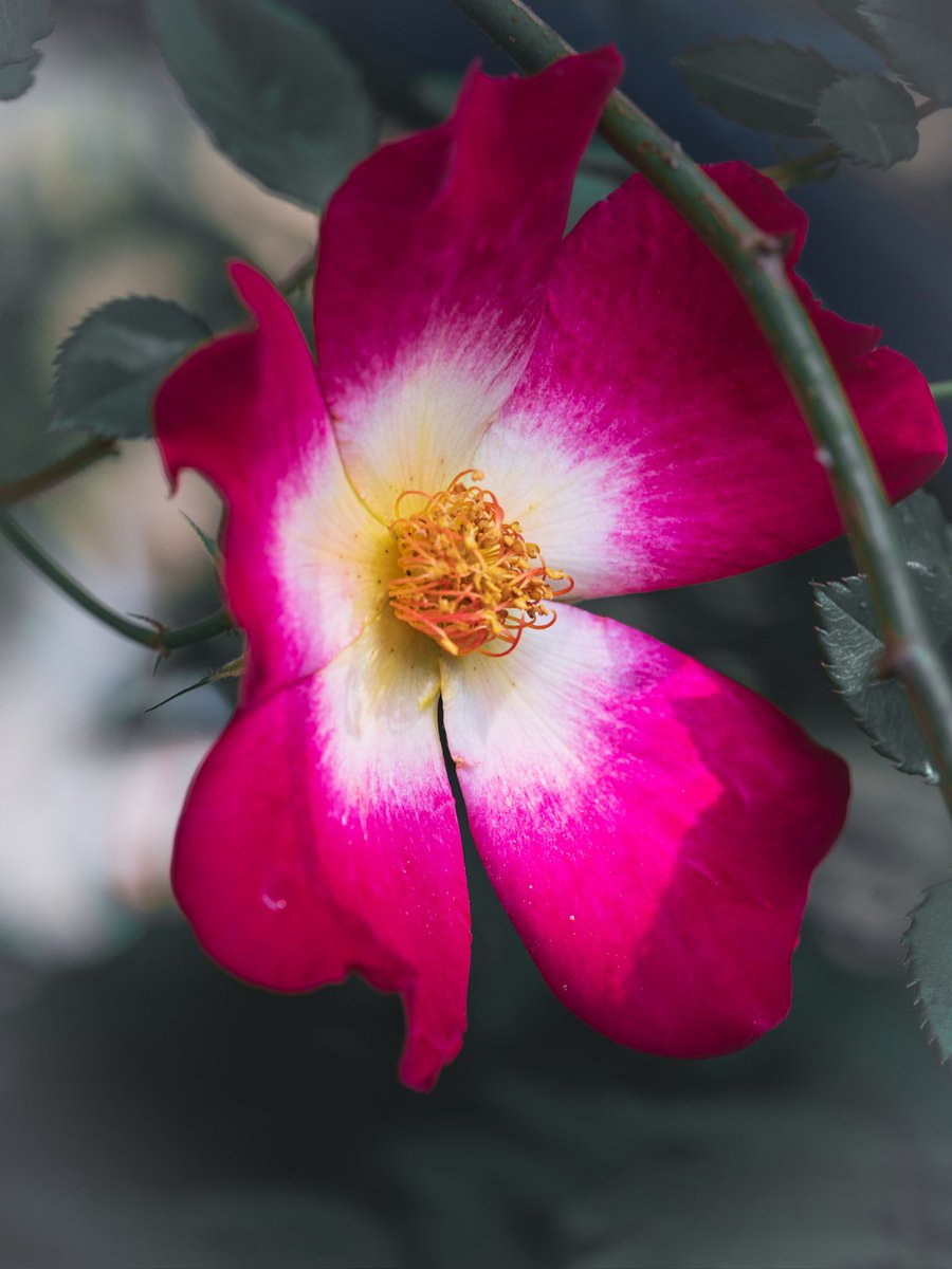 カクテル

薔薇が咲いていました。バラ科。蔓薔薇の一種でカクテルという品種です。1957年にフランスで作出された品種で、日本では2000年頃に流行したそうです。2015年に世界薔薇会議で殿堂入りした事で一躍脚光を浴びました。
花言葉は、心からの尊敬。
