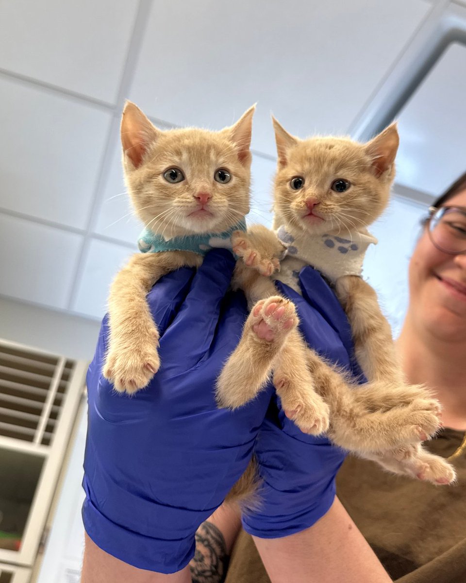 ASPCA tweet media