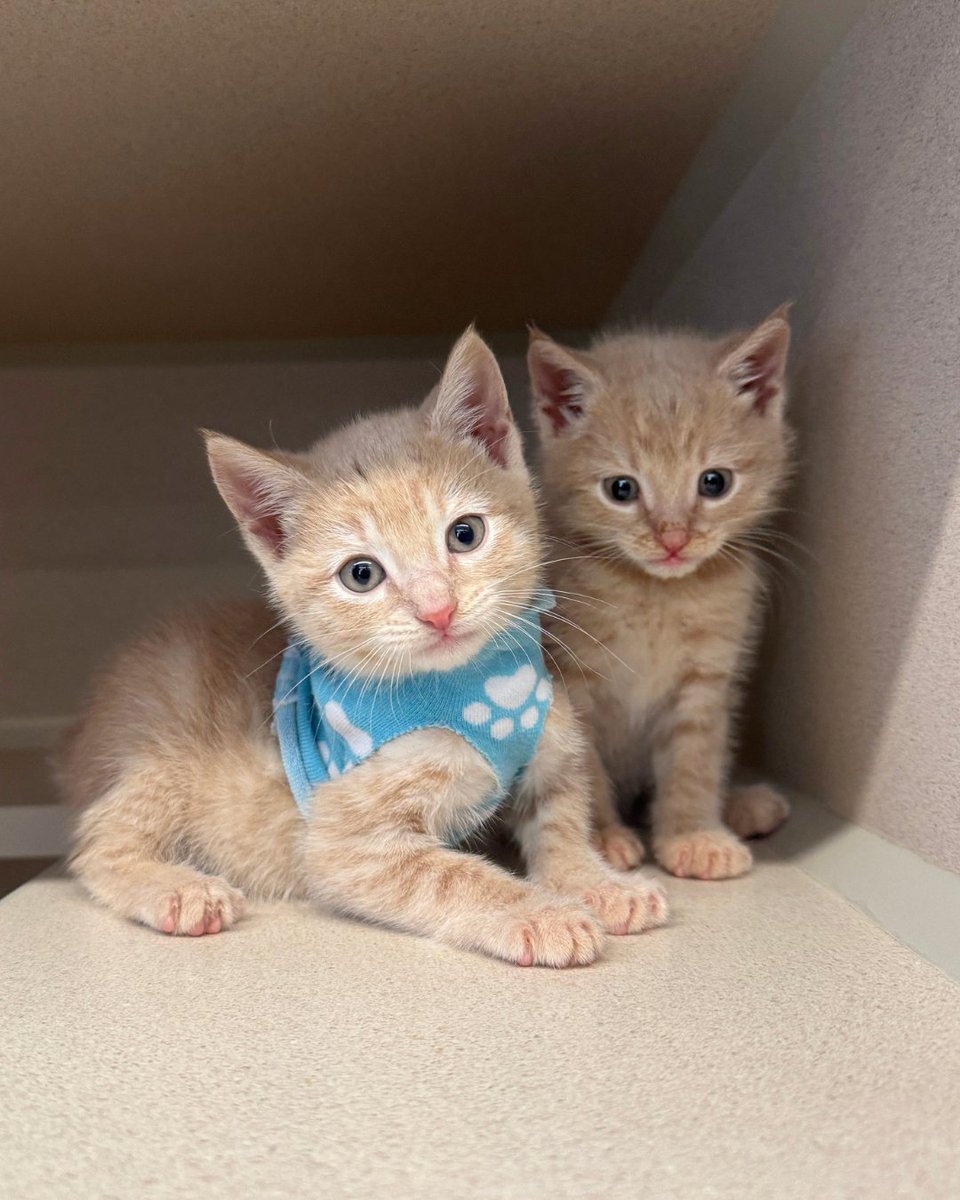 ASPCA tweet media