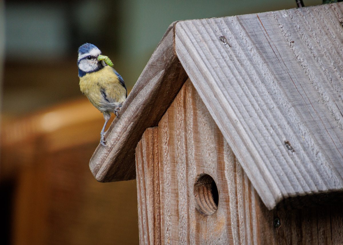 AnnySpoolder's tweet photo. De vogeltjes waren weer druk vandaag! #pimpelmees #tuinvogels #natuur #waarneming. https://t.co/svTRWeB2Vq