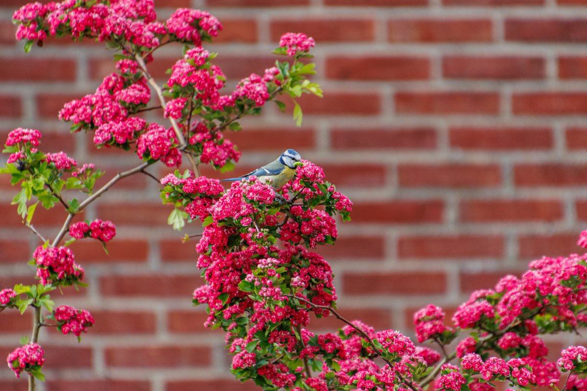 AnnySpoolder's tweet photo. De vogeltjes waren weer druk vandaag! #pimpelmees #tuinvogels #natuur #waarneming. https://t.co/svTRWeB2Vq