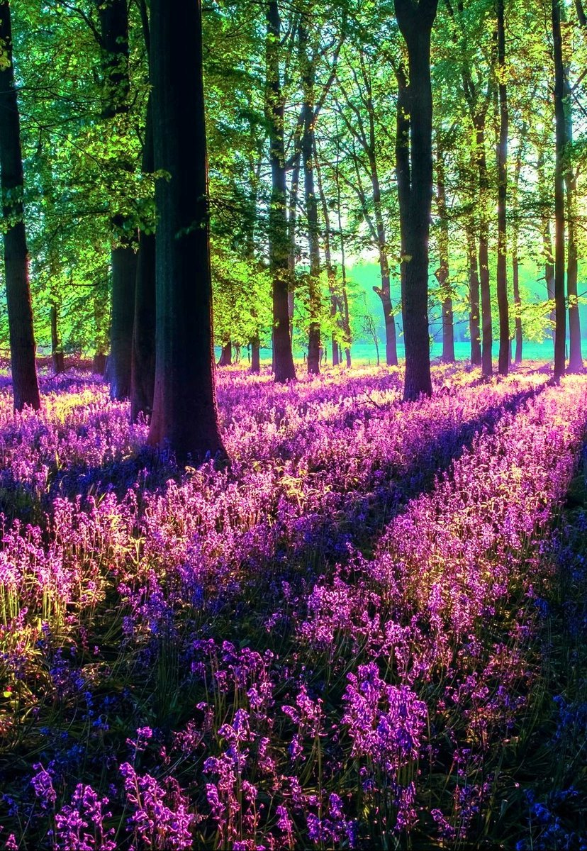 Anika_Jesus's tweet photo. #PazMundo. 🕊
Exalta-te, Tu, que és juiz da terra; dá a paga aos soberbos.
Até quando os ímpios, SenhorDeus, até quando os ímpios saltarão de prazer?
Até quando proferirão, e falarão coisas duras, e se gloriarão todos os que praticam a iniquidade?
Salmos 94:2,3,4 https://t.co/r06Vo8grZ5