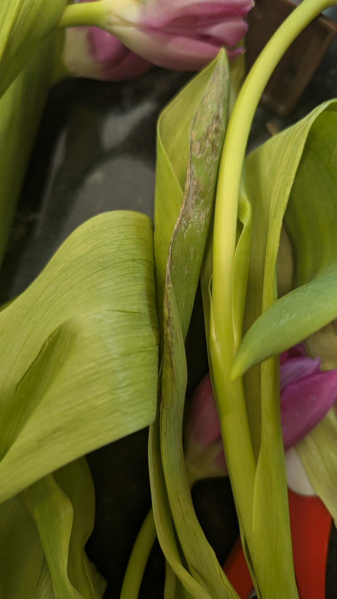 craighu's tweet photo. Thanks to @TheBouqsCo my wife received wilted, moldy flowers for Mother's day. Not exactly what I was expecting for $140. https://t.co/zkxaIO3s5F