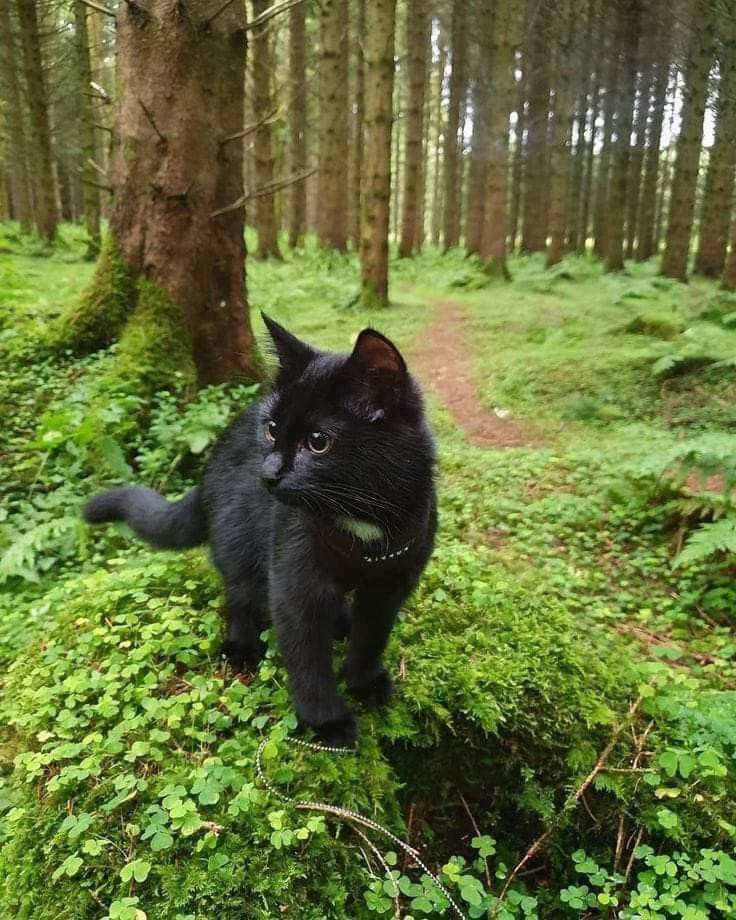 A little black cat, a big green forest — pure adventure.