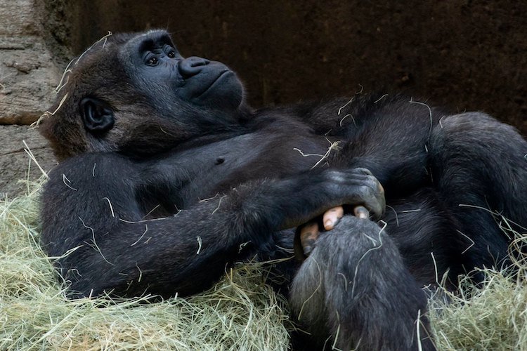 Gorilla Paw with Vitiligo

This is Anaka, a western lowland gorilla living at Zoo Atlanta. She has vitiligo that gives her fingers an unusual pink pigmentation almost resembling a human hand.