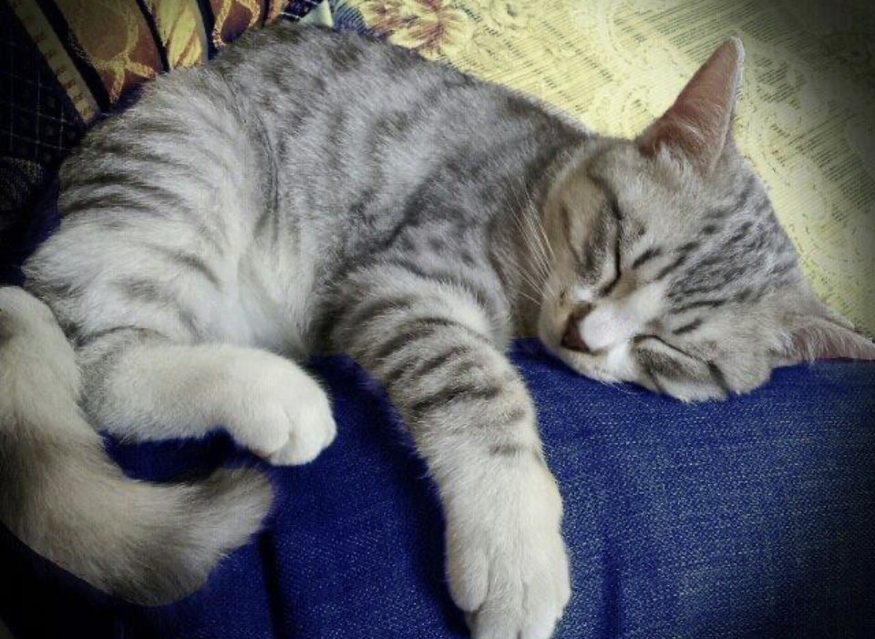 Omniahmad's tweet photo. @naguibhamody شبه القط بتاعي 😻
بس دي و هو صغنن https://t.co/coJK0sCRgQ
