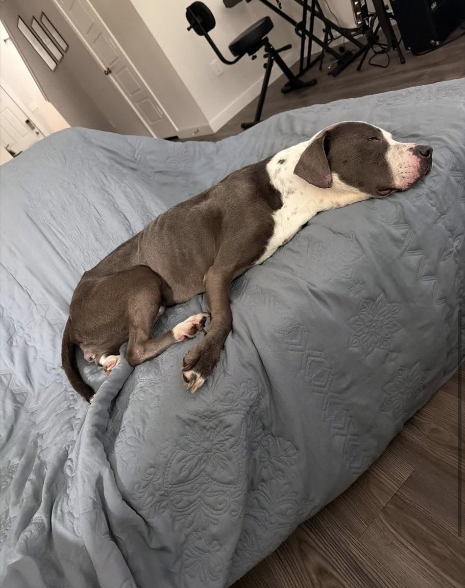 STARGroupRescue's tweet photo. 🎈🆘 Skinny has just been rescued! She's around 3 years old, weighs only 25 lbs, and is very friendly with other dogs. Unfortunately, she was abandoned, so we urgently need a foster home to help her. We pay all vetting and adopt out. Call or text 214 677 6445. https://t.co/ipIwF8P6PJ