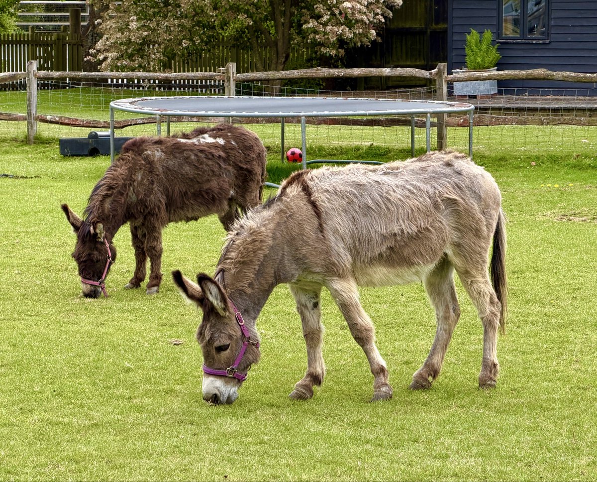 GaryCosham's tweet photo. Enjoyable meet up with a work colleague at the Tanhouse Farm restaurant near Newdigate yesterday , an excellent place to visit if you’re in the area , excellent grub and coffee. Bit of a letdown that the donkeys weren’t using the trampoline. 😀. https://t.co/9h2QeYyYxg