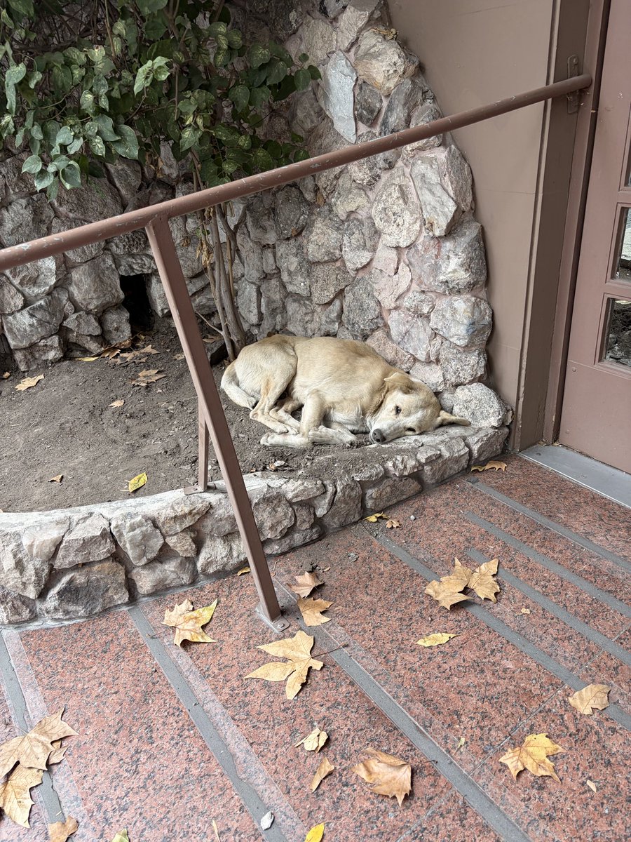 Ahora en Beiro y Marcos Paz Villa devoto … que pasa que todos los días aparece uno nuevo? 😭 es macho