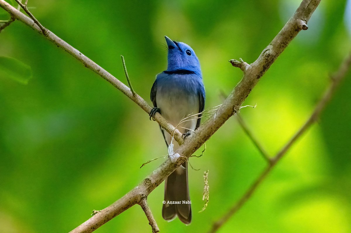 anzaarnabi's tweet photo. Nesting period of Black-Naped Monarch in Kanger Valley National Park

It is a passerine bird belonging to the family of monarch flycatchers. A neat, cup-shaped nest is ready for the pair. 

#kangervalley #kangerghati #blacknapedmonarch #birdsofkangervalley #wildlifephotography https://t.co/WTRYYkSKrZ