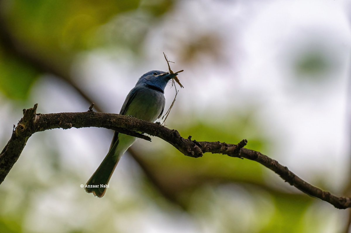 anzaarnabi's tweet photo. Nesting period of Black-Naped Monarch in Kanger Valley National Park

It is a passerine bird belonging to the family of monarch flycatchers. A neat, cup-shaped nest is ready for the pair. 

#kangervalley #kangerghati #blacknapedmonarch #birdsofkangervalley #wildlifephotography https://t.co/WTRYYkSKrZ