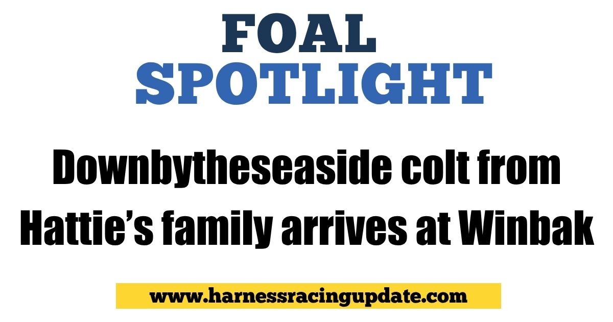 Harness Racing Update tweet media
