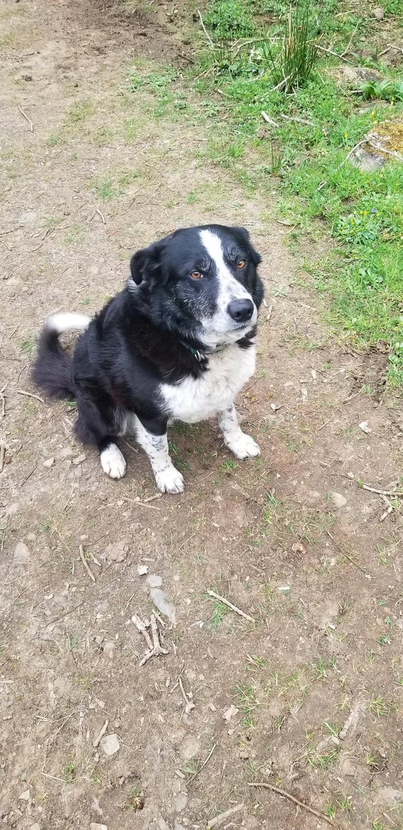 Help2Rehome Highlands & Islands tweet media