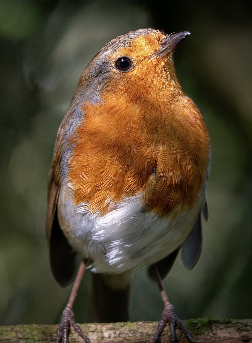 paul_cunniffe1's tweet photo. Weekend robin. 😊 #birds #birding #robin #WildlifePhotography https://t.co/K0nM4lwPO6