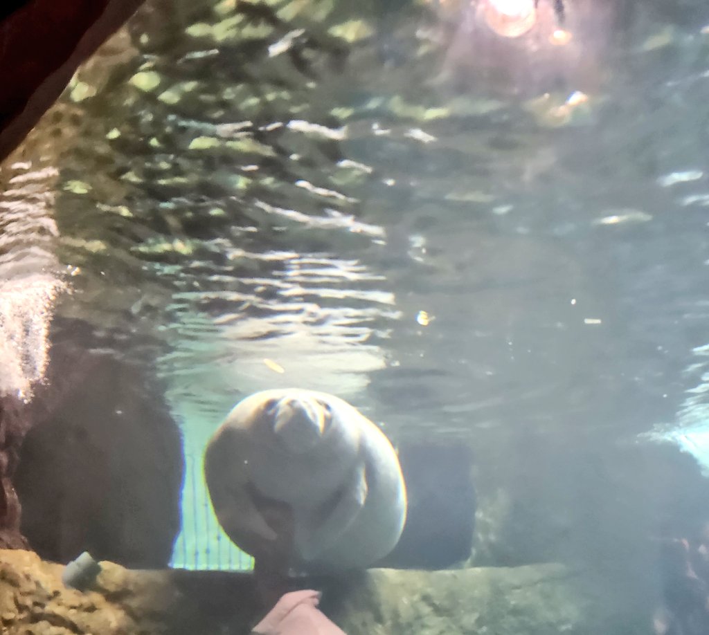 squish_box's tweet photo. So many critters (sea cow had me in tears) https://t.co/NskTSaTyJc