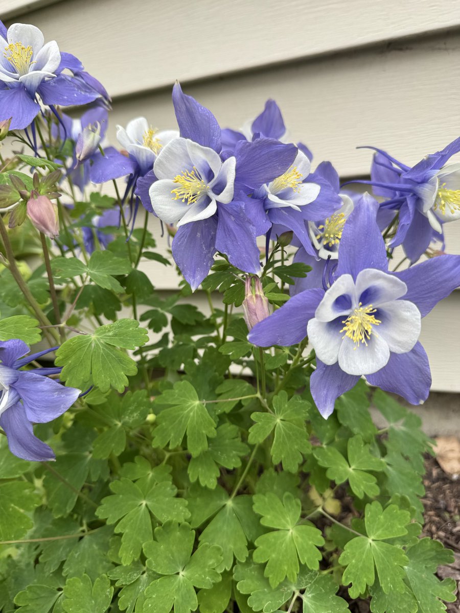Betterwithsoil's tweet photo. Columbine 🌺🌿 https://t.co/krP7sCqFVZ