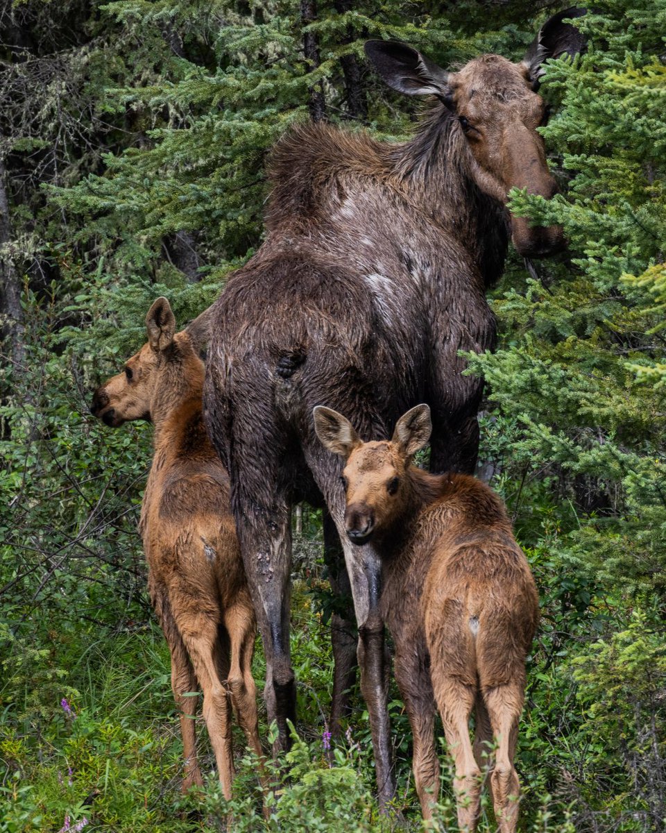 Boreal Conservation tweet media