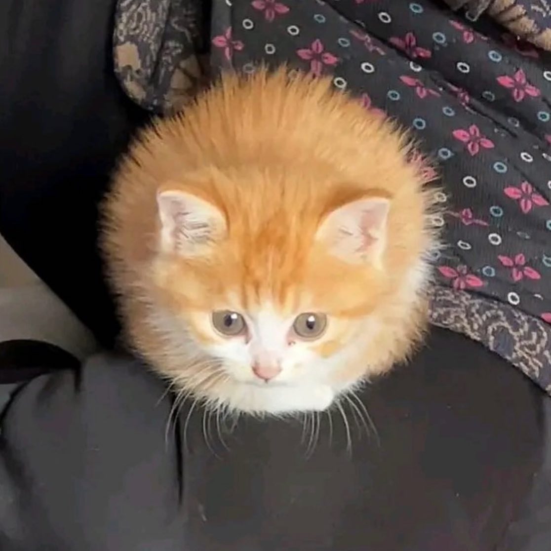 Punch Cat tweet media