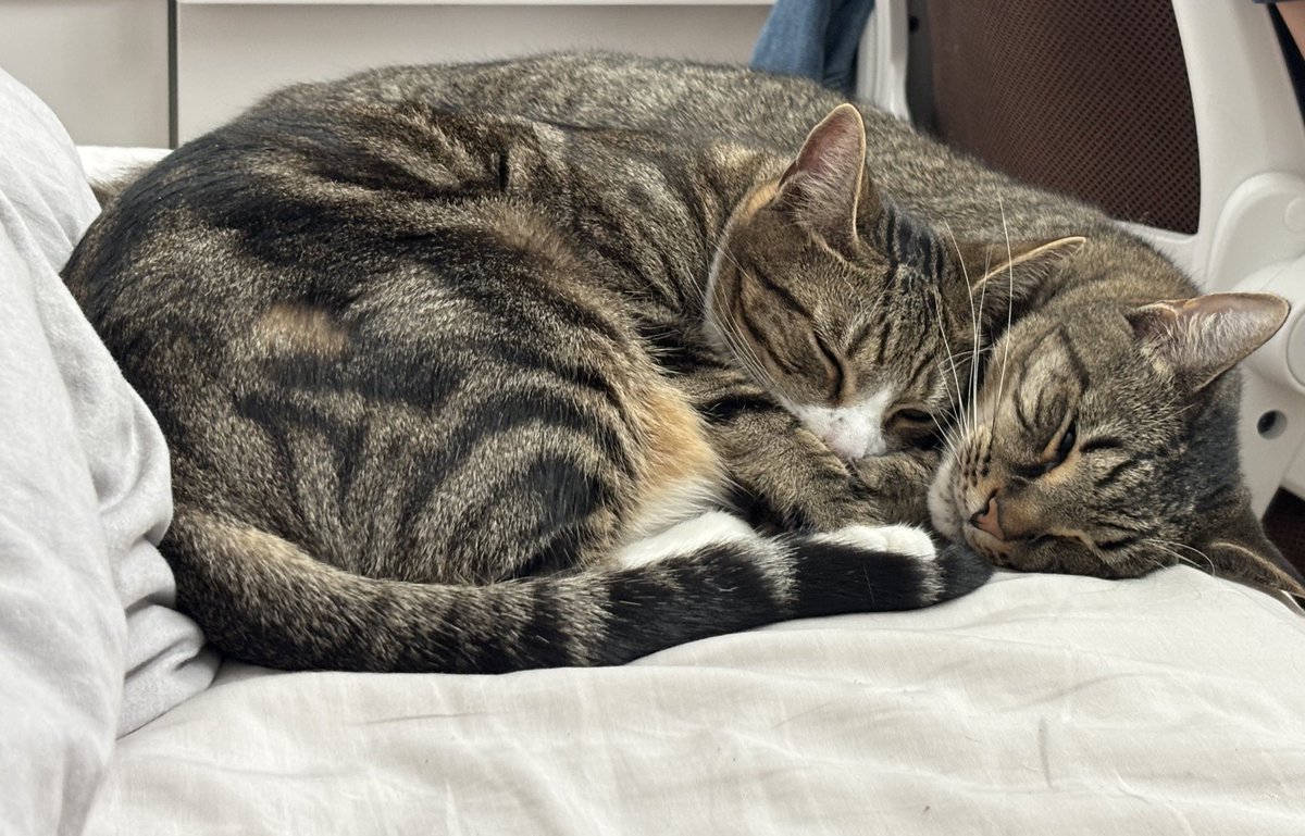 daniphiw cats