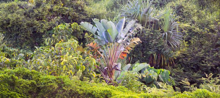 FrankSWilson's tweet photo. Art of the Day! "Kauai Jungle Panorama". Buy at: https://t.co/fRdcFb2c0q https://t.co/Pn5NdpbFyJ