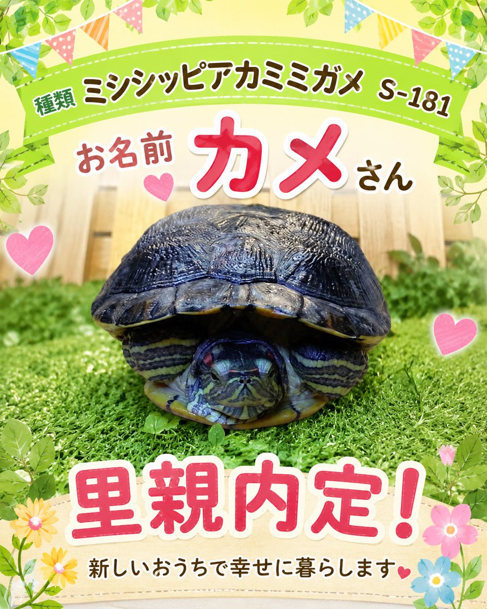 カメリアさん専用ページ 🐢里親さんが決まりました🐢 ありがとうございます！☺️ 素敵なご縁に