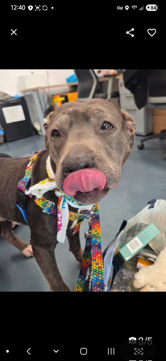 MyBoxerLuvMac1's tweet photo. 💞Gepetto💞
▪️#MamaDog4MothersDay
 #NYCACC #239241 3y
#Adoptme #RescueMe

Precious sweetie's 💔, waiting 206 days!
Super friebdly, affectionate, suuggler who loves hugs & kisses.
Could it get any better than that?
I think not!
Can b wary of strangers/dogs, but on walks walks right by!
Such a brave girl!
Has some separation anxiety, but w a little time, she'll simply flourish.
She could benefit from another dog in household 2 boost her confidence, or be the queen of yr castle.
Pricless gem here!
Are you her Mom/Dad 2 give her the 4ever love she deserves & will return ten thousand fold?
Needs loving, #Adopter/N.East #Foster, 4 security, 2 blossom into yr 4ever, loyal, BFF.

DM @cathypolicky
Pls #pledge 
💞G
https://t.co/Mk86Evn5pK