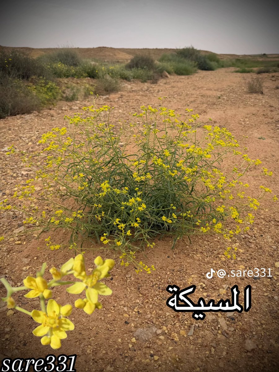shwrdy_1's tweet photo. #ردوالعلم_عني
بعض النباتات البريه27 https://t.co/gL6vCZlCAZ